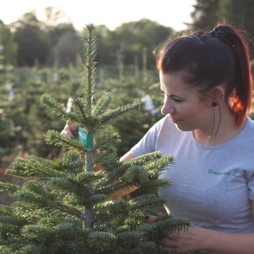 Bild zur Erfolgsgeschichte: Weihnachtsbäume leben länger